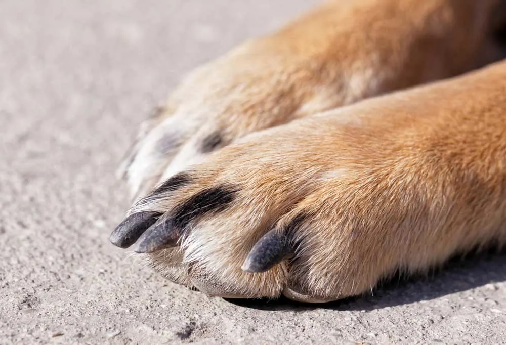 12 интересных фактов о собачьих лапах